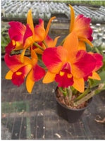 Cattleya orchid Rth. Chief Sunny 'Orange Beauty'