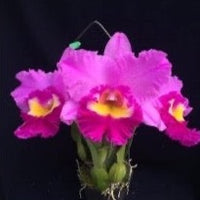 Cattleya orchid clone Rlc Chief Marshal