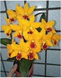 Cattleya orchid clone Rth. Hsinying Sunbean