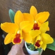 Cattleya orchid clone Rth. Hsinying Sunbean