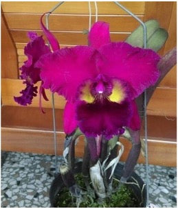 Cattleya orchid Rlc. Caotun Beauty