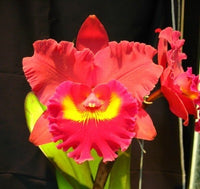 Cattleya orchid clone Rlc. Chief Emperor 'Carmen'