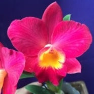 Cattleya Orchid clone Ctt. Chief Berry