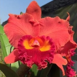 Cattleya Orchid  Rlc. Taichung Good Life 'King'