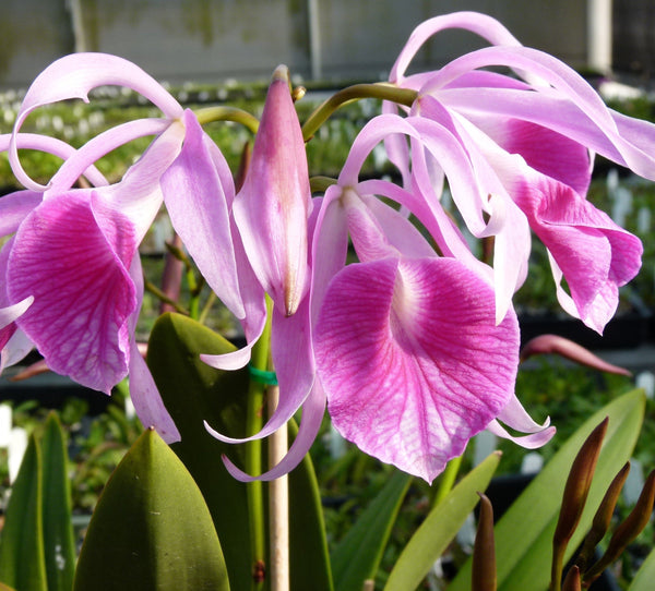 Cattleya orchid clone 100mm. Bc. Morning Glory 'H&R' AM/AOS