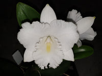 Cattleya orchid clone Ctna. Theresa Nolan ‘Topaz White Christmas'