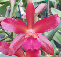 Cattleya orchid clone 100mm Ctt. Topaz Ruby Drop 'Radiant'