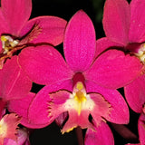 Epidendrum clone Epi. Topaz Special 'Elegante' HCC/AOC
