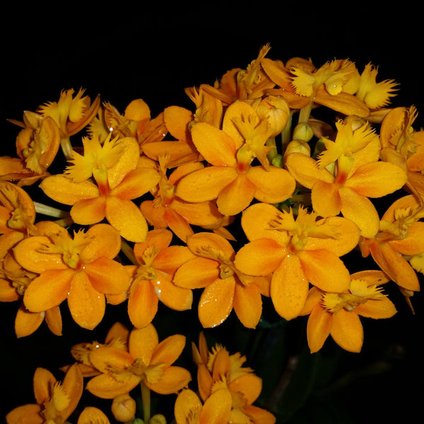 Epidendrum clone Epi. Topaz Sunny 'Bright'