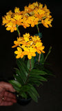 Epidendrum clone Epi. Topaz Sunny 'Bright'