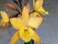 Cattleya orchid clone 100mm Jkf. Appleblossom 'Topaz Gold'