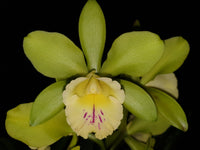 Cattleya orchid clone Rcc. Passionata 'Topaz'