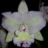 Cattleya orchid clone Rchg. Topaz Pink Gold 'Peace'