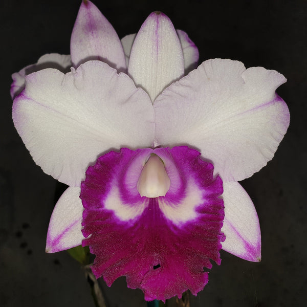 Cattleya orchid clone Rlc. Chief Journey 'First Choice'