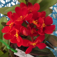Epidendrum Clone in a 100 Crystal Valley 'Flash'