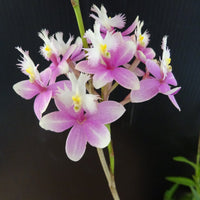 Epidendrum clone in a 140 Princess Valley 'Blushing'