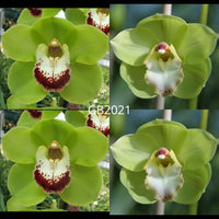 Cymbidium Seedling GB2021 Kimberley Valley 'Green Sensation' x Wonder Island 'Gee Bee'