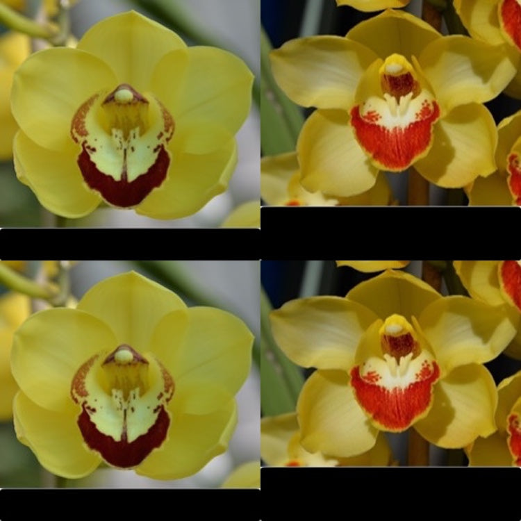 Flask GB2115 Marilyn Thomas “WB” x ( Dream Trinity x Harbour City] “Ma