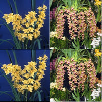 Cymbidium Seedling GH1916 Cym. Lovely Rain 4n x Mem. Amelia Earhart “EH” 4n