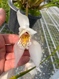 Orchid Species Cymbidium wenshanense INDP/001