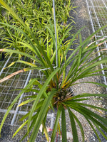 Orchid Species Cymbidium wenshanense INDP/001