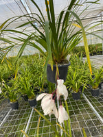 Orchid Species Cymbidium wenshanense INDP/003