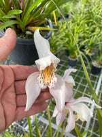Orchid Species Cymbidium wenshanense INDP/004