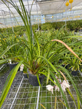 Orchid Species Cymbidium wenshanense INDP/004