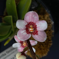 Select Barrita Orchids Sarcochilus INDP/015