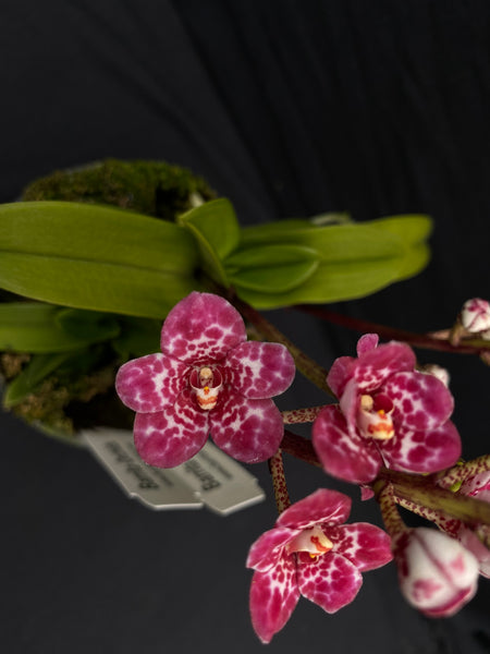 Select Barrita Orchids Sarcochilus INDP/016