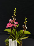 Select Barrita Orchids Sarcochilus INDP/016