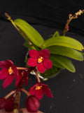 Select Barrita Orchids Sarcochilus INDP/017