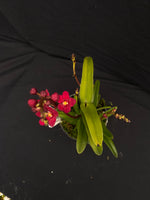 Select Barrita Orchids Sarcochilus INDP/017