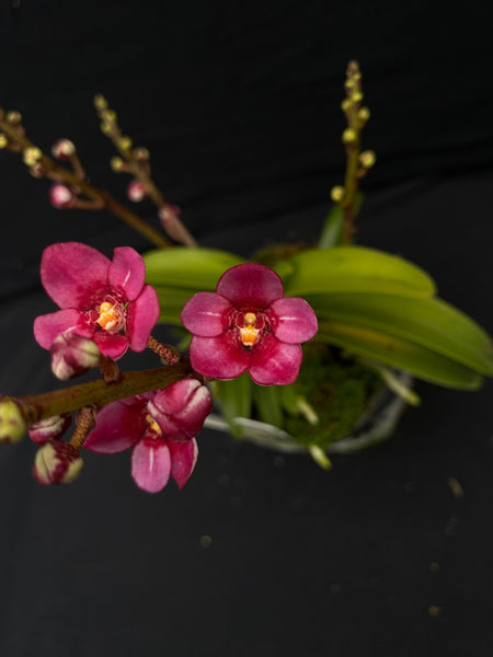 Select Barrita Orchids Sarcochilus INDP/018