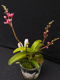 Select Barrita Orchids Sarcochilus INDP/018