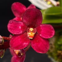 Select Barrita Orchids Sarcochilus INDP/022