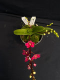 Select Barrita Orchids Sarcochilus INDP/022