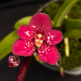 Select Barrita Orchids Sarcochilus INDP/023