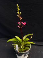 Select Barrita Orchids Sarcochilus INDP/023