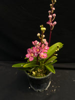 Select Barrita Orchids Sarcochilus INDP/024