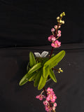 Select Barrita Orchids Sarcochilus INDP/024