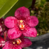 Select Barrita Orchids Sarcochilus INDP/025