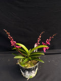 Select Barrita Orchids Sarcochilus INDP/025