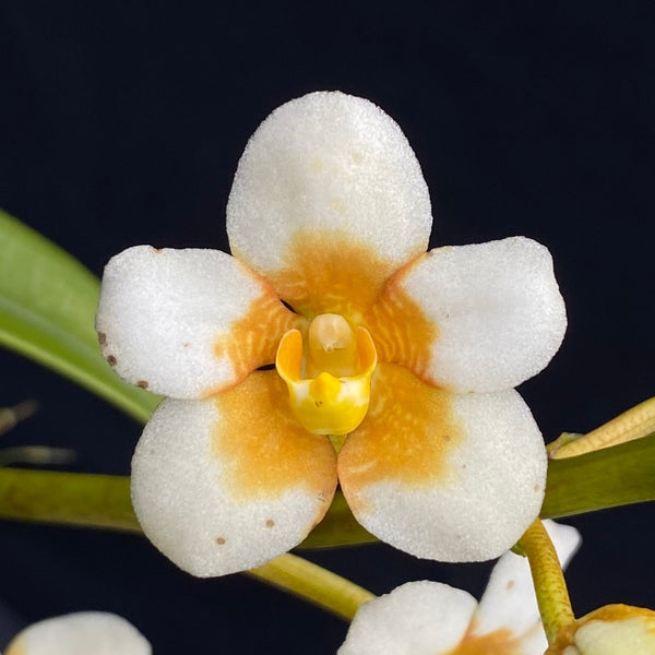 Select Barrita Orchids Sarcochilus INDP/037