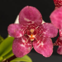 Select Barrita Orchids Sarcochilus INDP/038