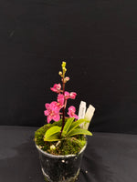 Select Barrita Orchids Sarcochilus INDP/038