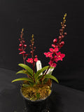 Select Barrita Orchids Sarcochilus INDP/039