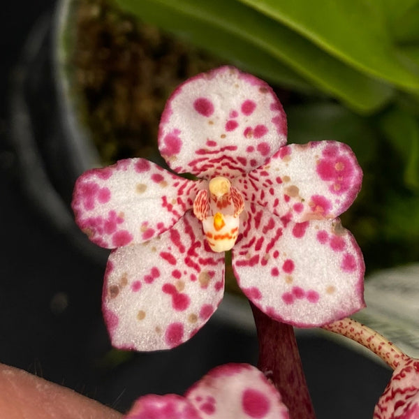 Select Barrita Orchids Sarcochilus INDP/040