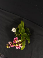Select Barrita Orchids Sarcochilus INDP/041
