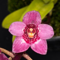 Select Barrita Orchids Sarcochilus INDP/042